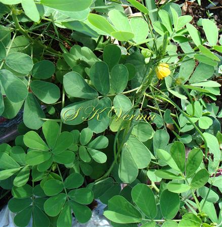  Leaves